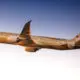 Etihad