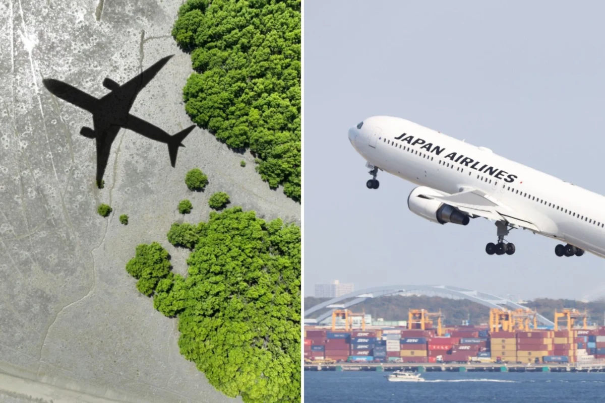 JAL to source SAF from wood