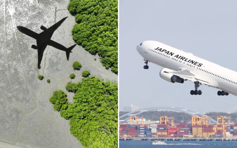 JAL to source SAF from wood