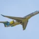 Bombardier Global 8000