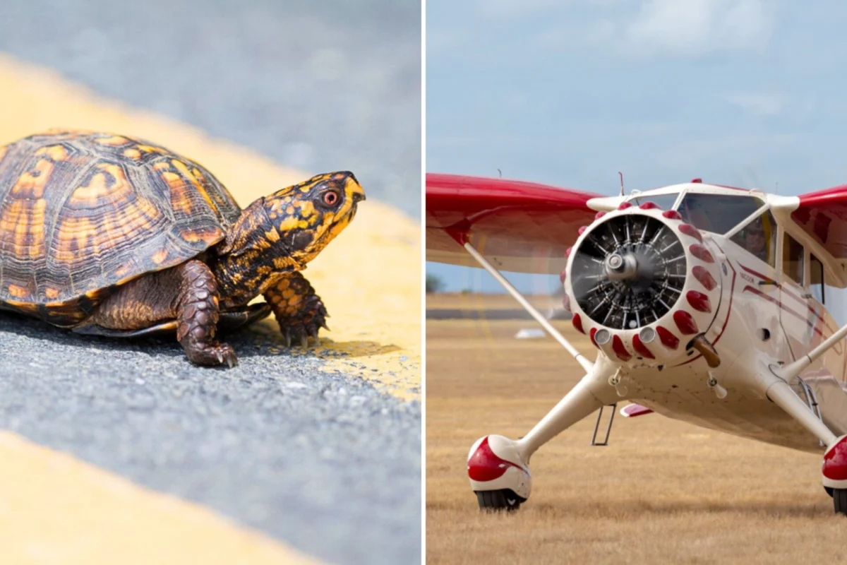 Stinson crash caused by turtle Stinson crash caused by turtle