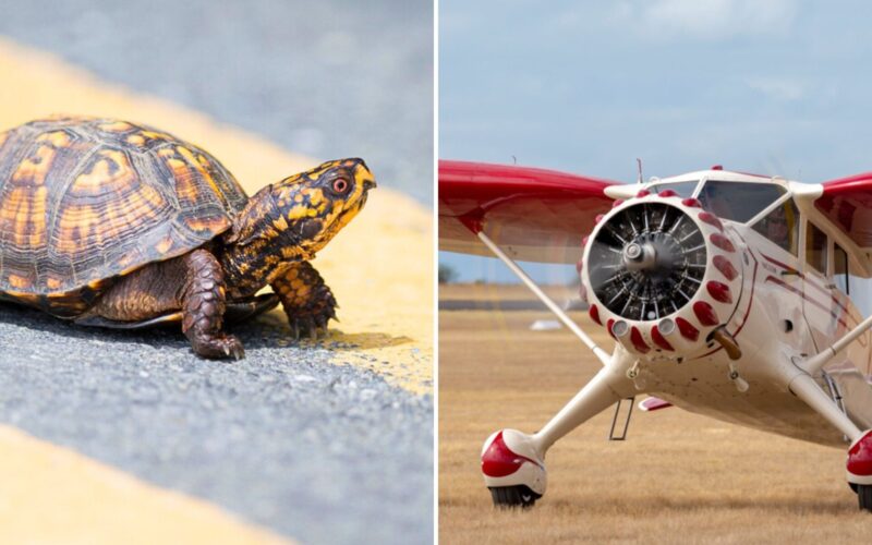Stinson crash caused by turtle