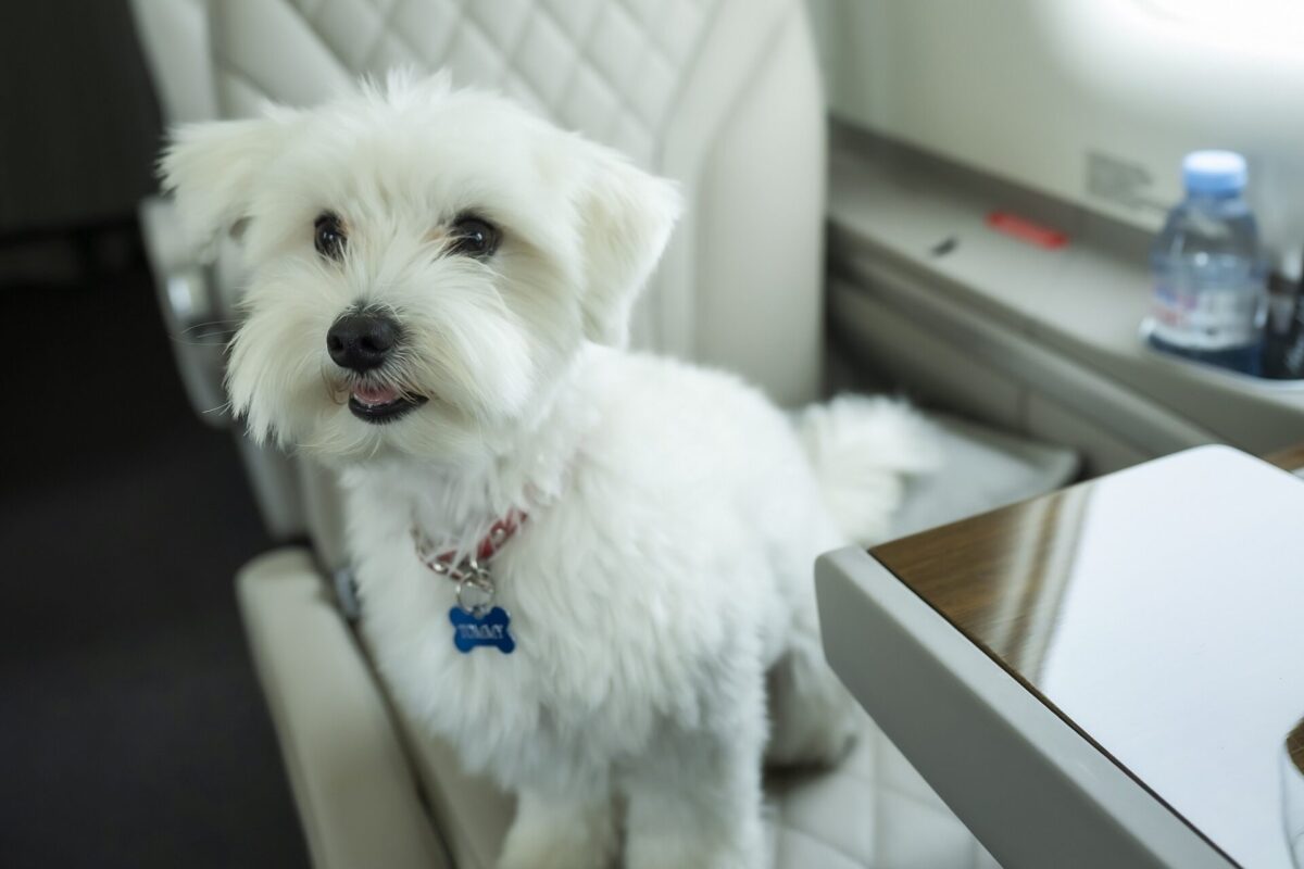 HansJet Pilatus PC 12