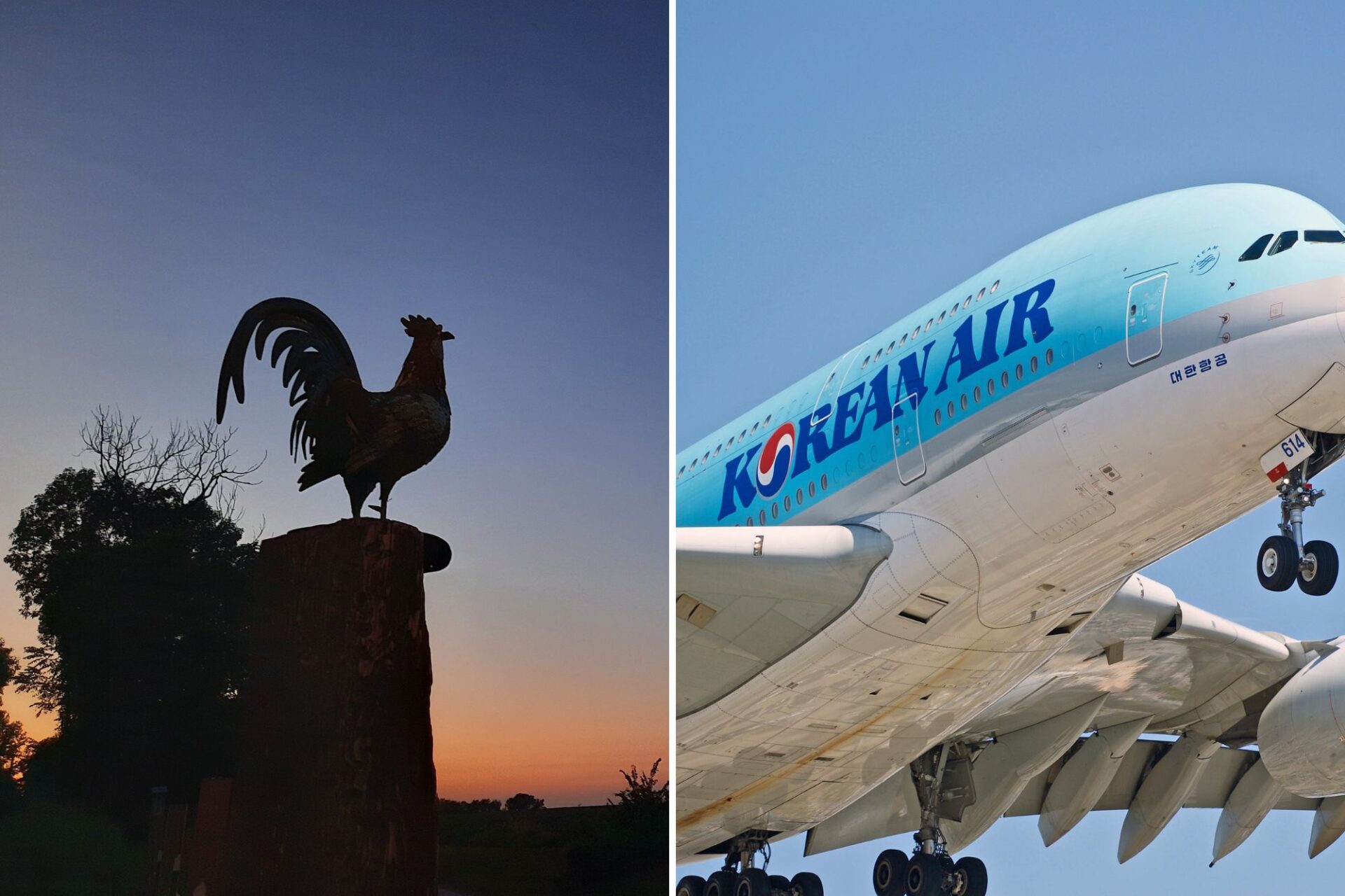 Korean Air halts rooster shipments to Philippines amid cockfighting crackdown