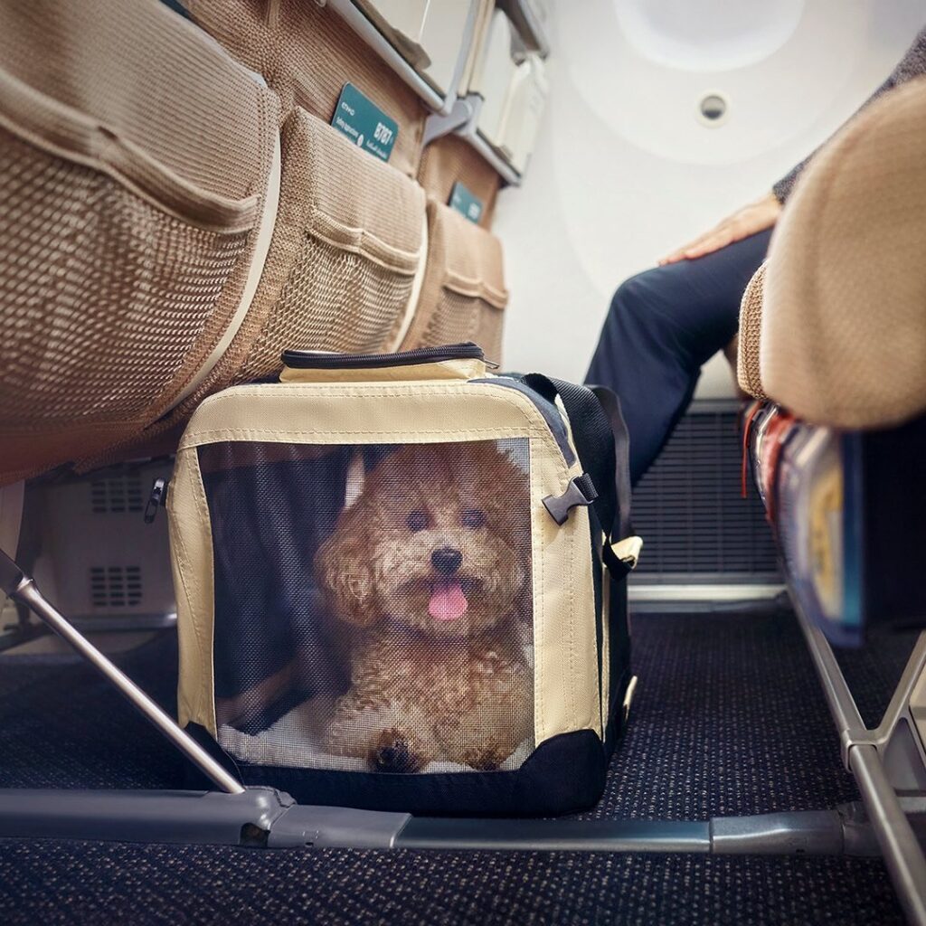 Etihad Havayolları, Kabinde Evcil Hayvanlarla Uçmanın Keyfini Yaşıyorsunuz