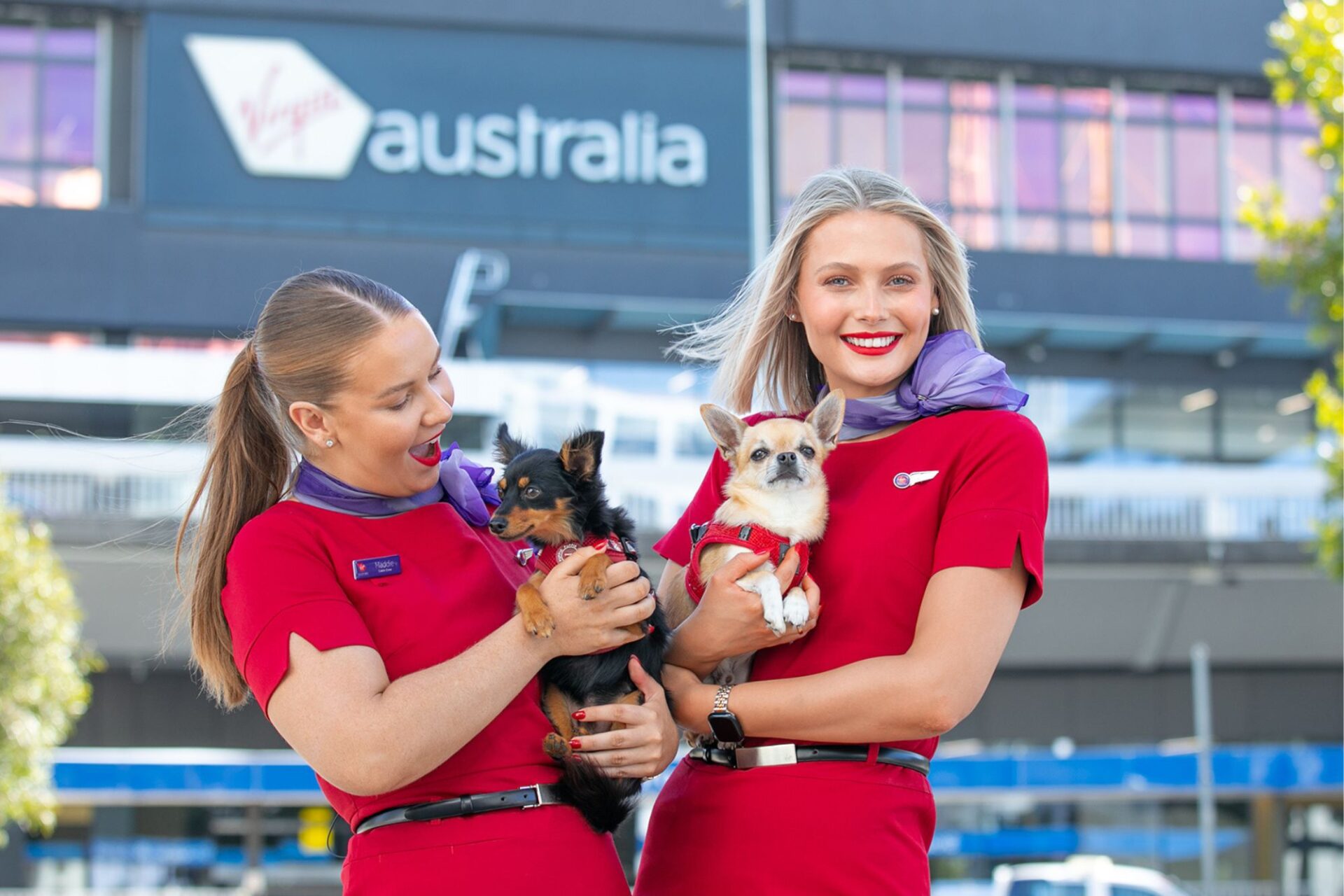 Ready, pet, go: Virgin Australia launches Pets in Cabin from Adelaide