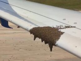 Bees swarming along the edge of an airplane wing on the tarmac clustered across the wing surface