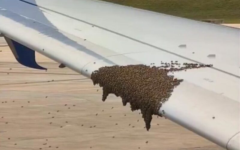 bees32 Bees swarming along the edge of an airplane wing on the tarmac clustered across the wing surface