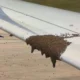 Bees swarming along the edge of an airplane wing on the tarmac clustered across the wing surface