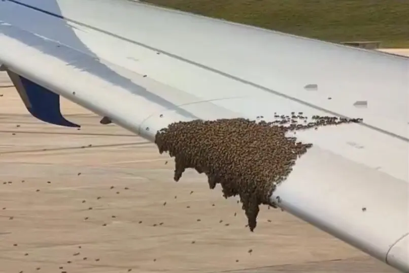 bees32 Bees swarming along the edge of an airplane wing on the tarmac clustered across the wing surface