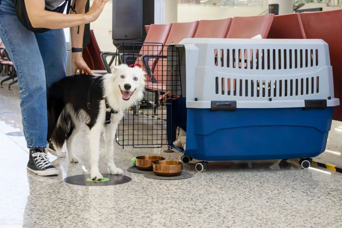 White fluffy dog wearing a harness stands by a large blue pet carrier in a waiting area with a person nearby