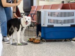 White fluffy dog wearing a harness stands by a large blue pet carrier in a waiting area with a person nearby