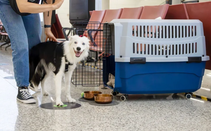 White fluffy dog wearing a harness stands by a large blue pet carrier in a waiting area with a person nearby