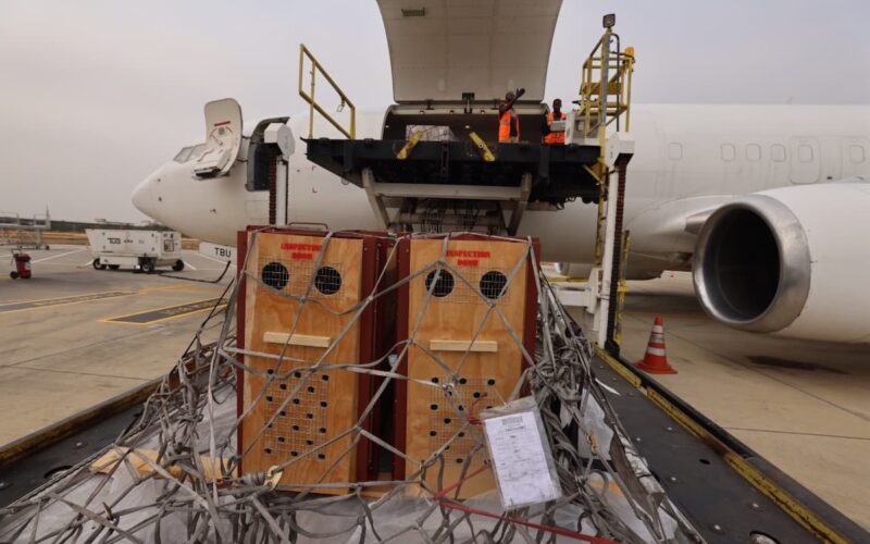 NBJ AIAAN Cargo Terminal TAAG Open cargo hold of a passenger jet being loaded with large wooden crates secured by nets workers in orange vests stand on the platform above the crates on a loading rig
