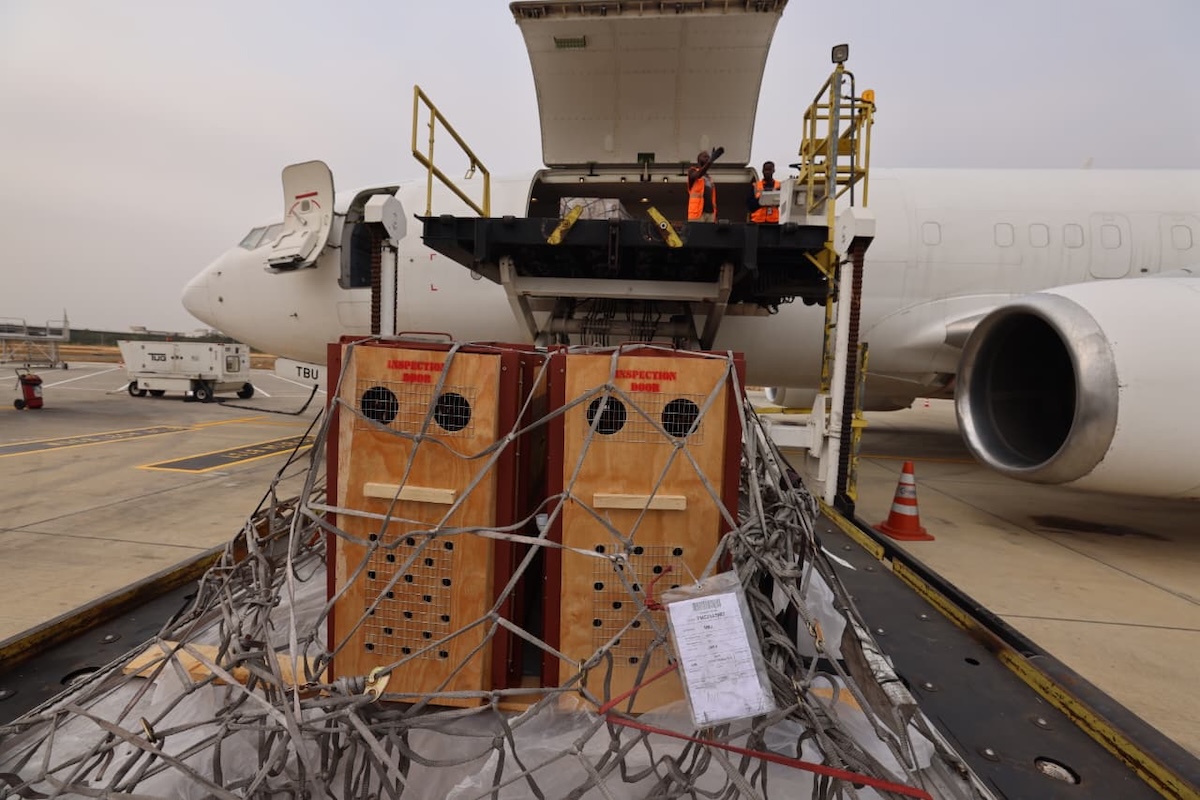 NBJ AIAAN Cargo Terminal TAAG Open cargo hold of a passenger jet being loaded with large wooden crates secured by nets workers in orange vests stand on the platform above the crates on a loading rig