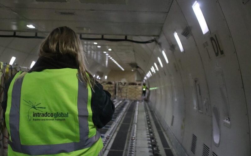 Intradco Global transports over 300 cattle to support dairy industry in West Africa