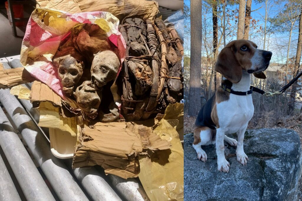 CBP K9 Sniffs Out the Illegal Import of Mummified Monkey Remains CBP K9 Sniffs Out the Illegal Import of Mummified Monkey Remains