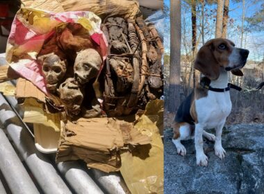 CBP K9 Sniffs Out the Illegal Import of Mummified Monkey Remains