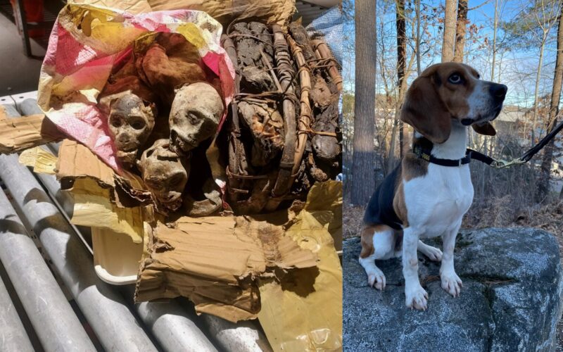 CBP K9 Sniffs Out the Illegal Import of Mummified Monkey Remains