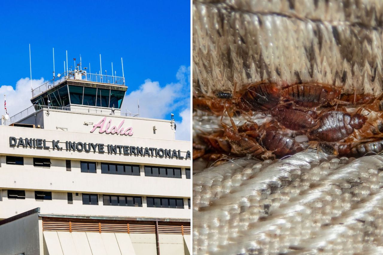 Honolulu airport gates closed due to bed bug infestation AeroTime