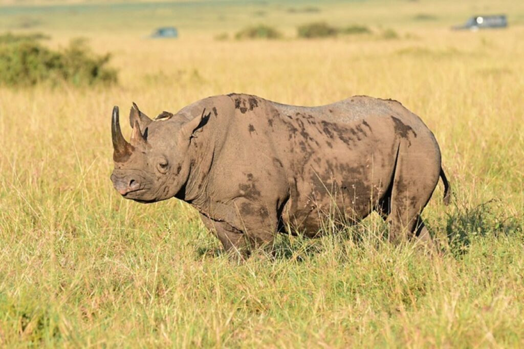 Rhino