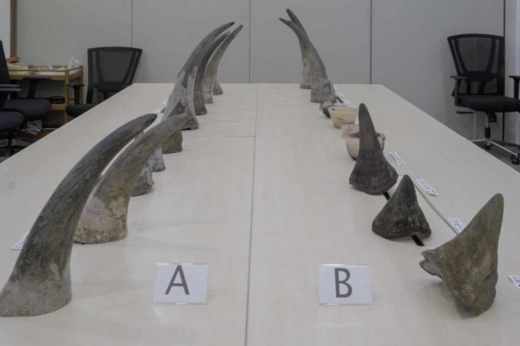 Smuggling rhino horns singapore