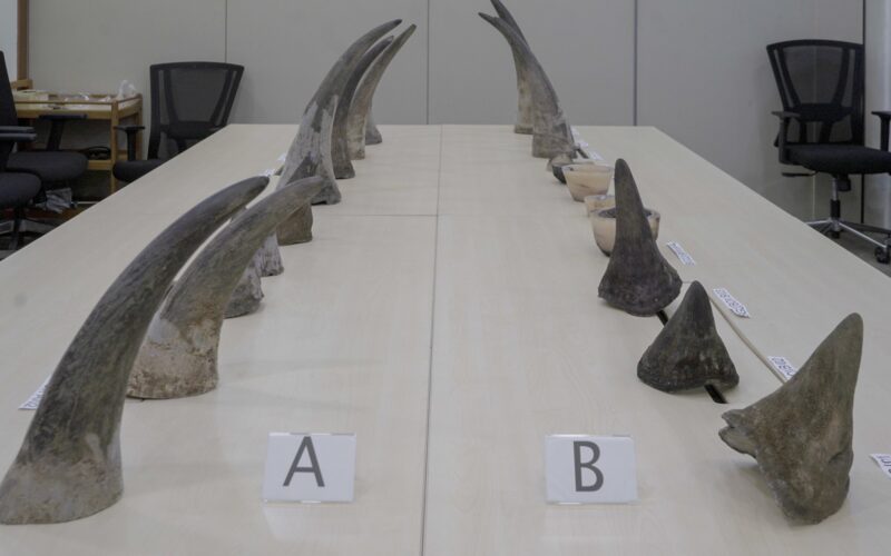 Smuggling rhino horns singapore