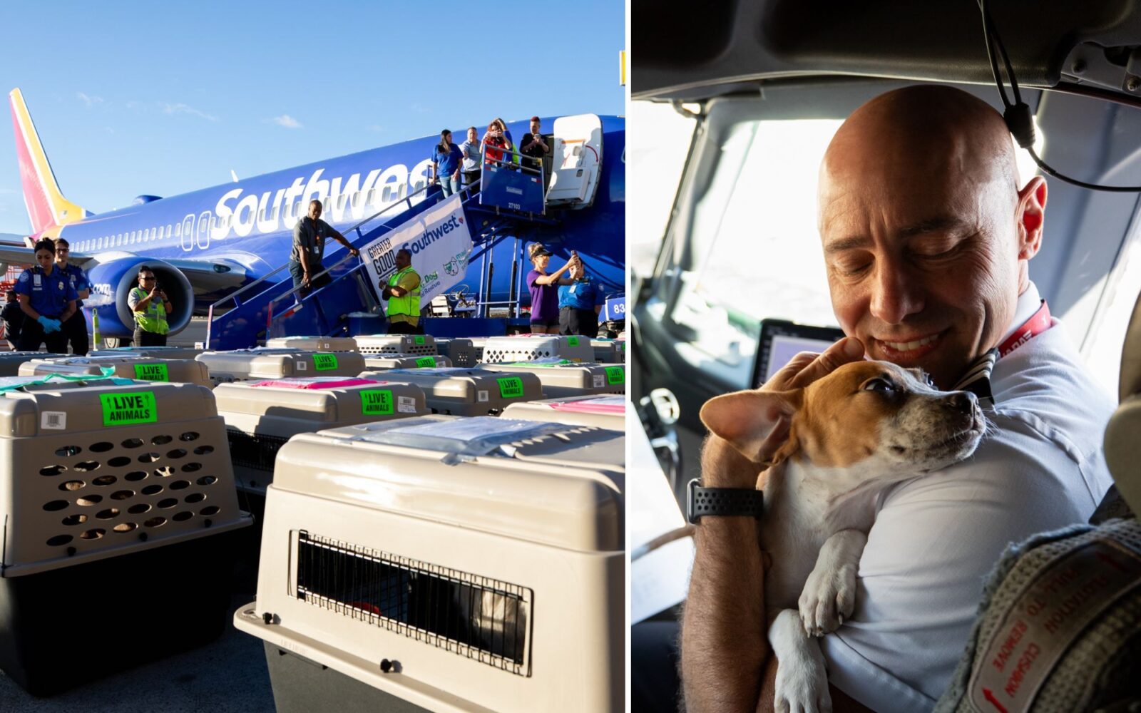 130+ shelter pets airlifted from Maui to Oregon by Southwest AeroTime