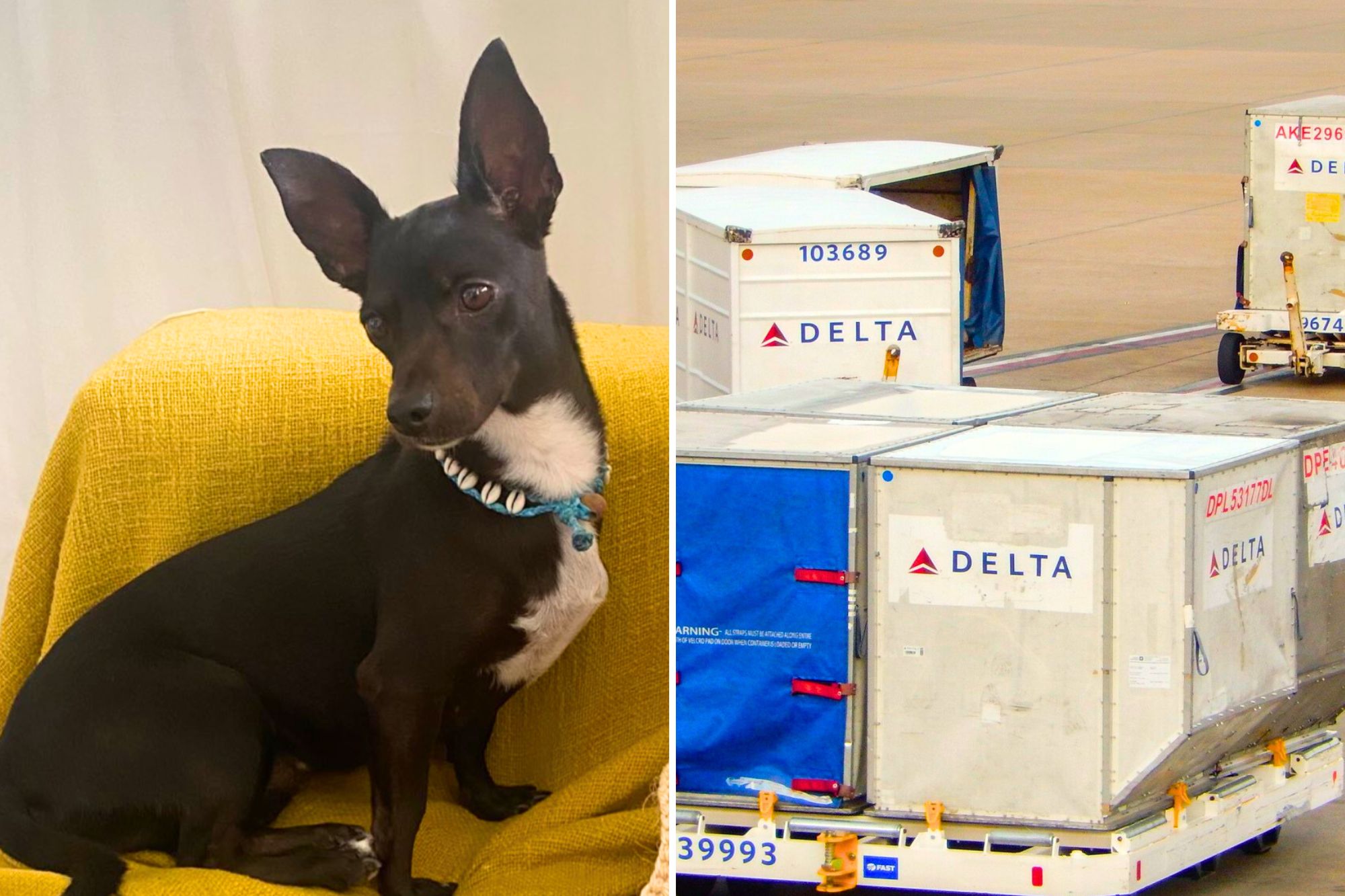 Delta Airlines looking for dog lost at Atlanta airport in August, PETA  offering $5,000 reward