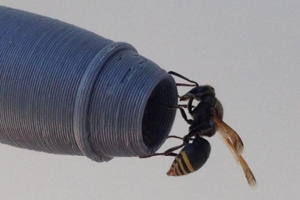 a_keyhole_wasp_on_a_pitot_replica.jpg