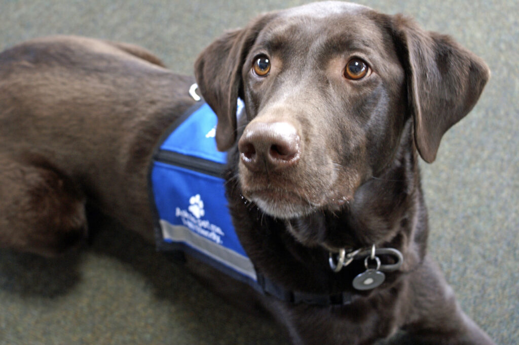 airport therapy dogs back at burlington airport