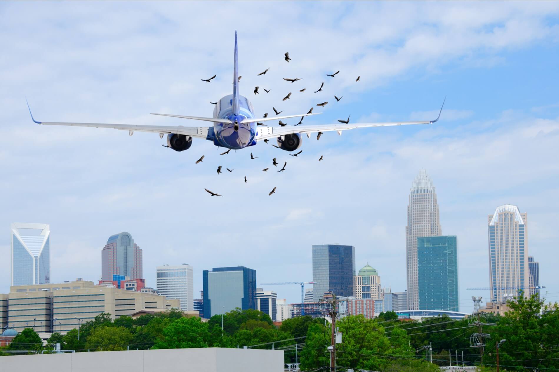 plane bird strike aerotime news