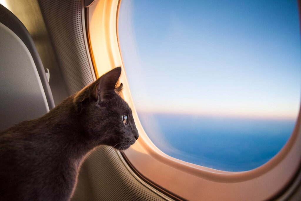 cat_on_airplane.jpg