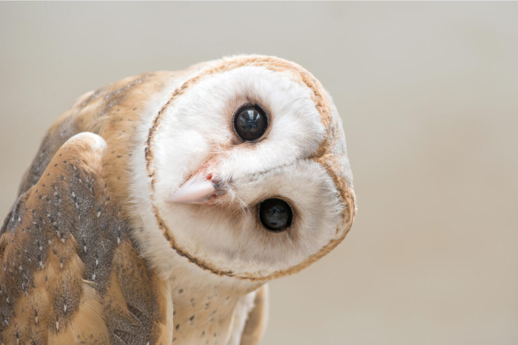 common_barn_owl_head_close_up.jpg