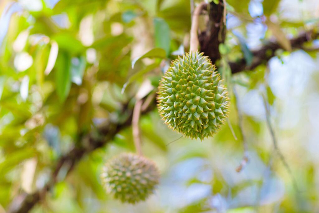 durian fruit blamed for air canada emergencyjpg durian_fruit_blamed_for_air_canada_emergency.jpg