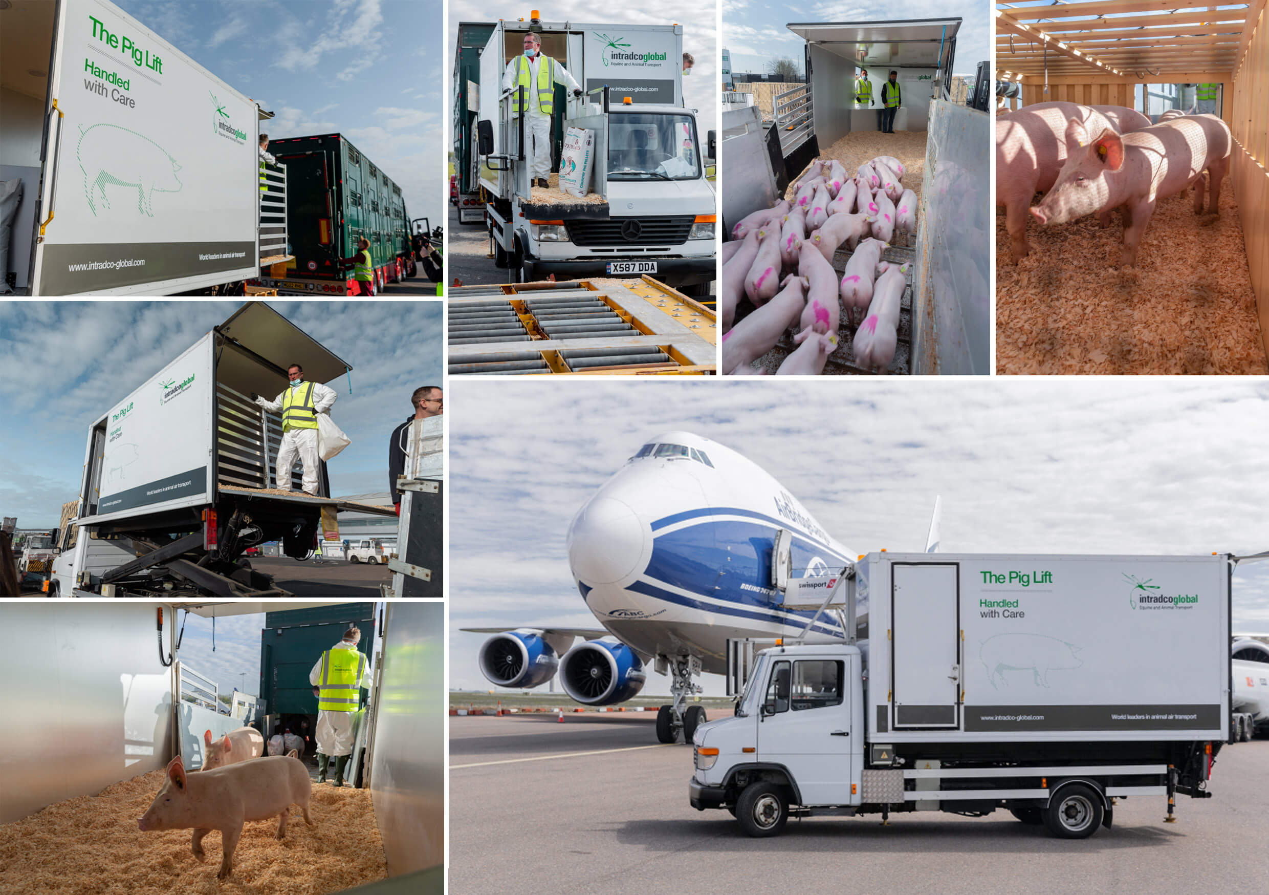 intradco_global_debuts_their_innovative_pig_lift.jpg