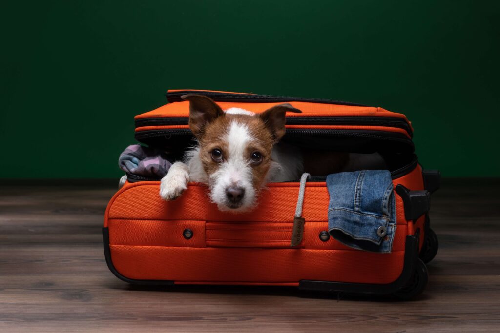 jack_russell_terrier_ready_to_travel.jpg
