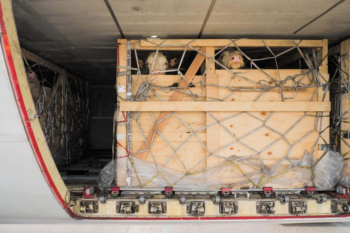 livestock_in_wooden_boxes_in_a_cargo_hold_1-1.jpg