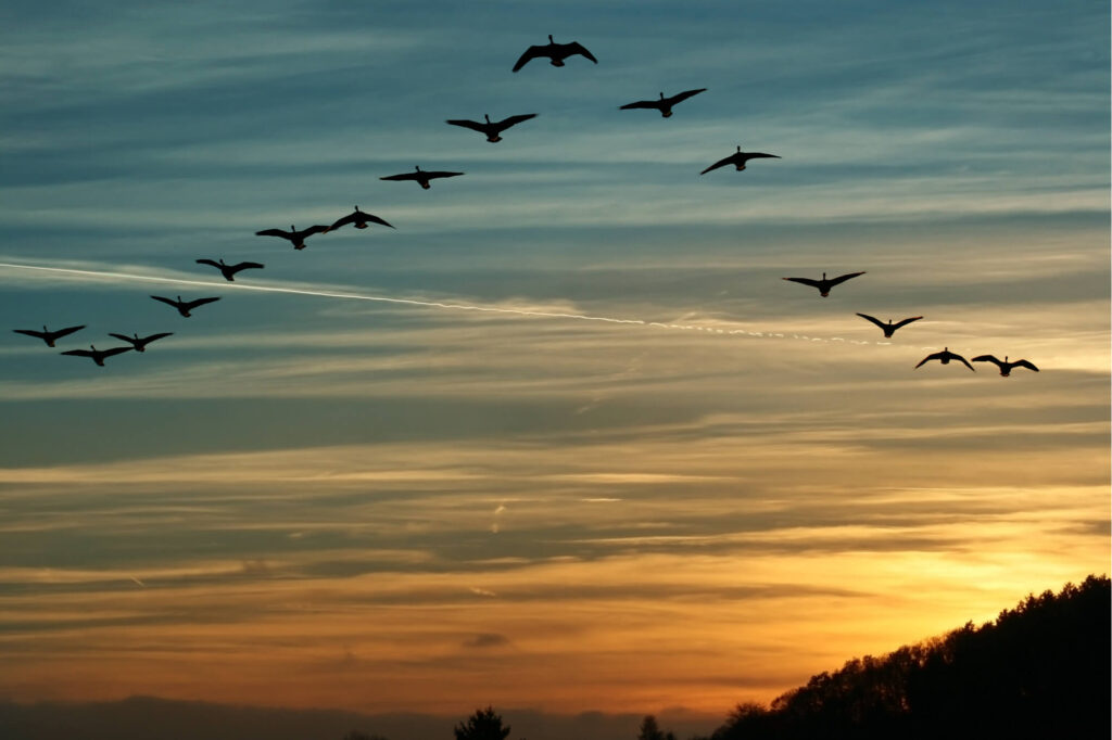 migrating canada geese flying in a v formationjpg migrating_canada_geese_flying_in_a_v_formation.jpg
