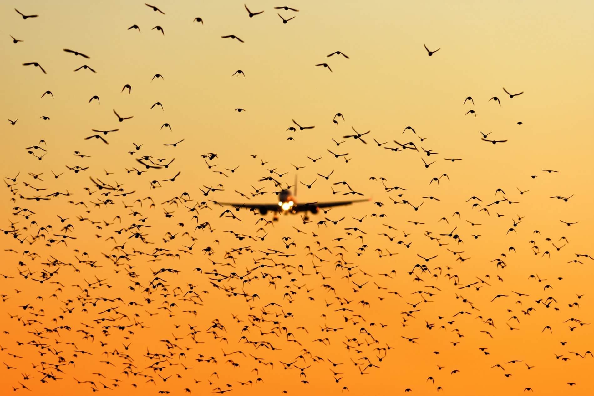 How dangerous is bird strike on airplane? - AeroTime