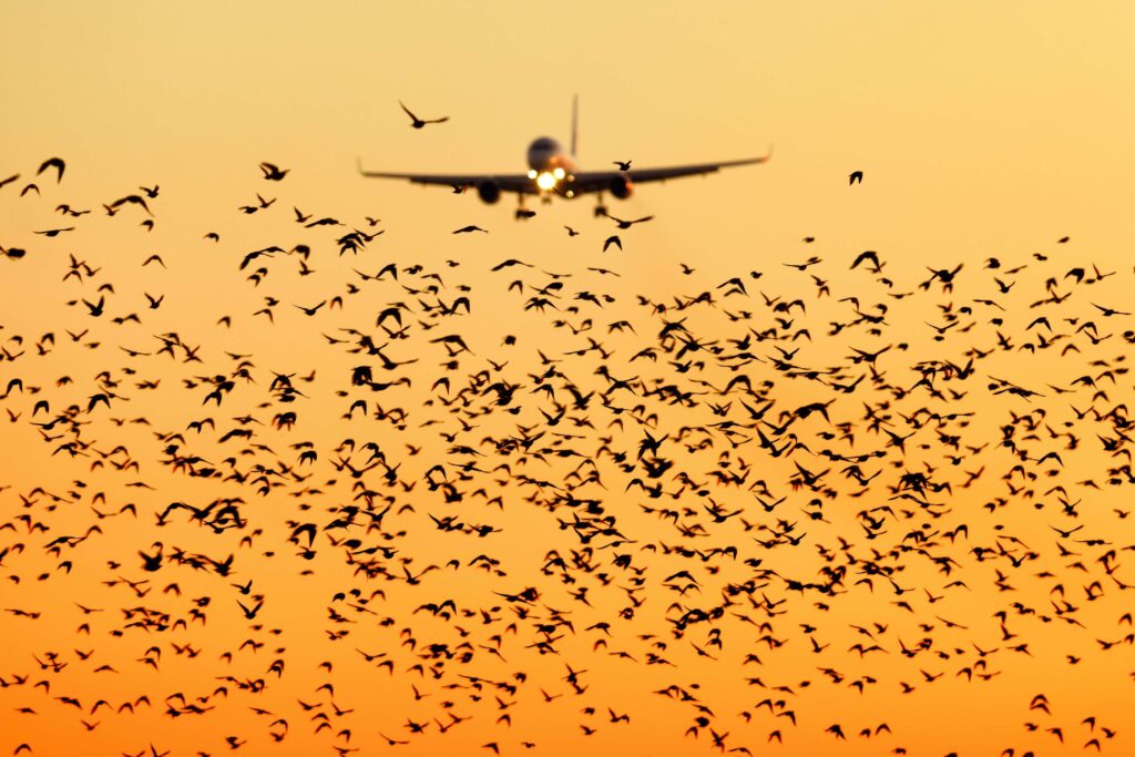 shutterstock 1188689074jpg shutterstock_1188689074.jpg