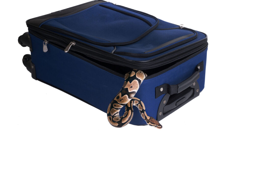 snake on luggage